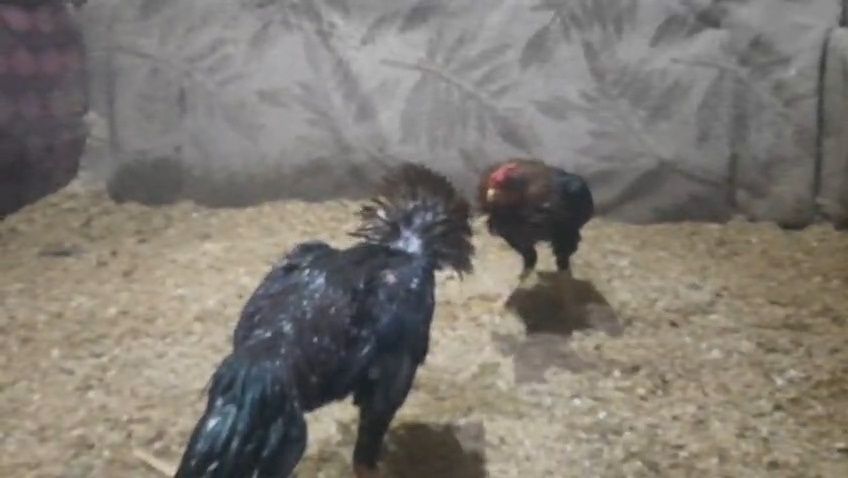 Дакан бойцовая птица