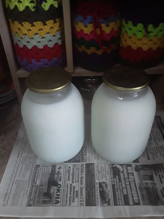 .фокстерьер.сучка.