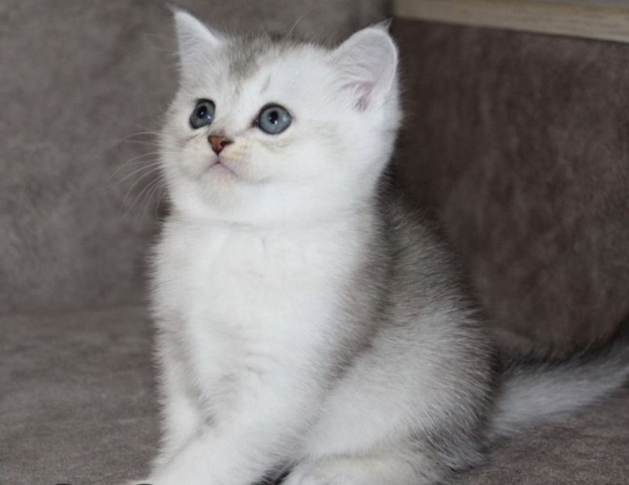 Британские котята