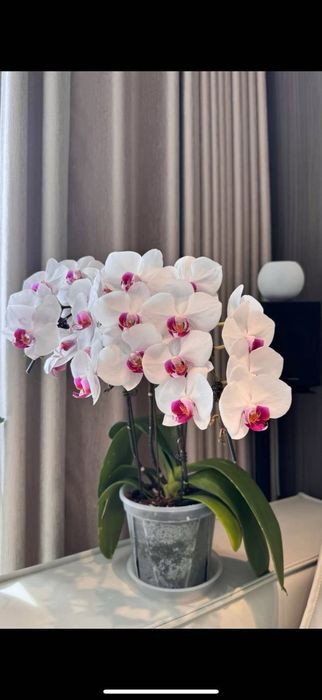 Орхидеи, Детки Орхидеи