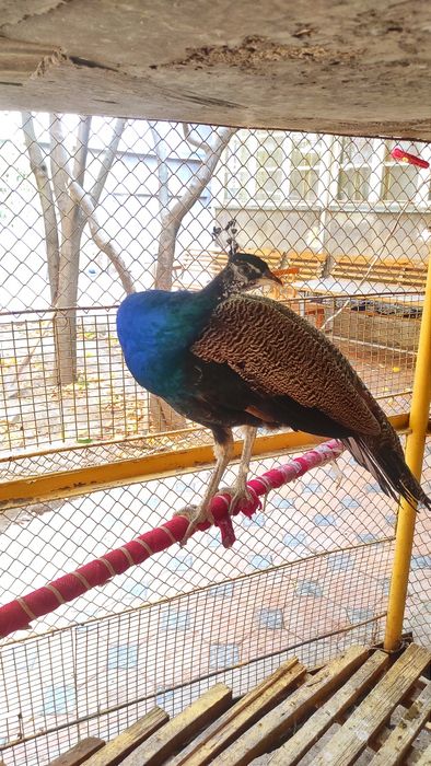 Продаются домашние павлины