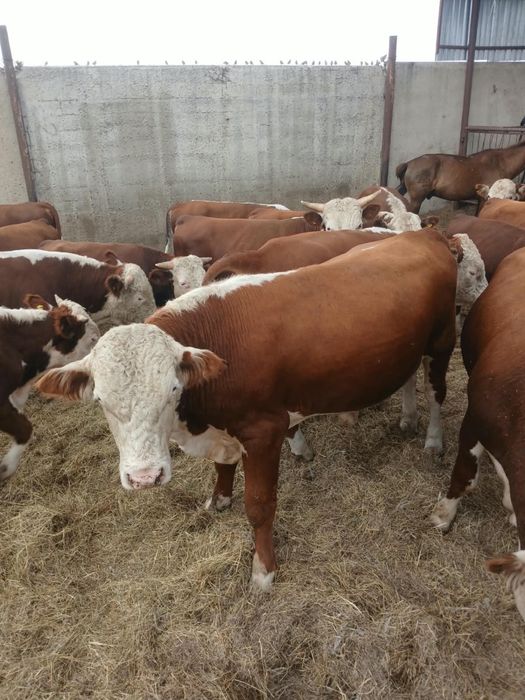 Продам белоголовых бычков