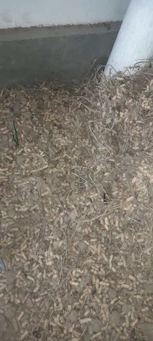 Мол учун ерёонгок ва хашак