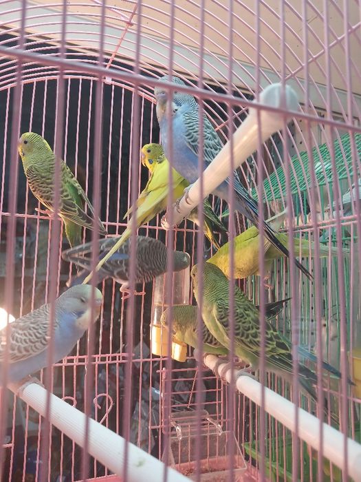 Попугай волнистые