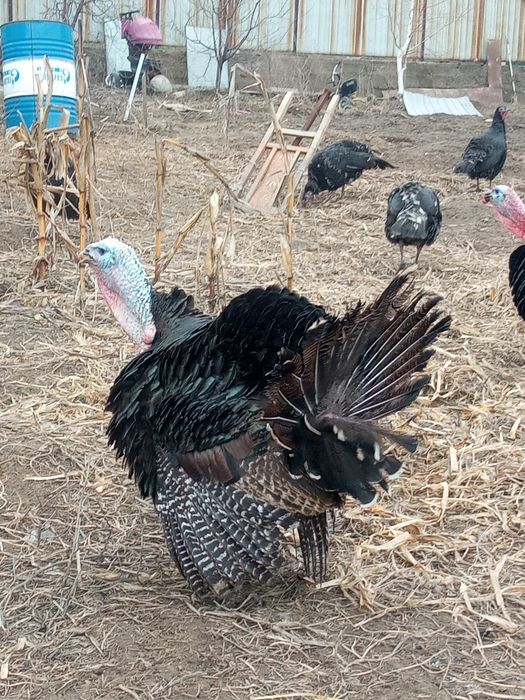 Индюк продаются индюки