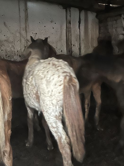 Тайлар сатылады; Продам тайчиков