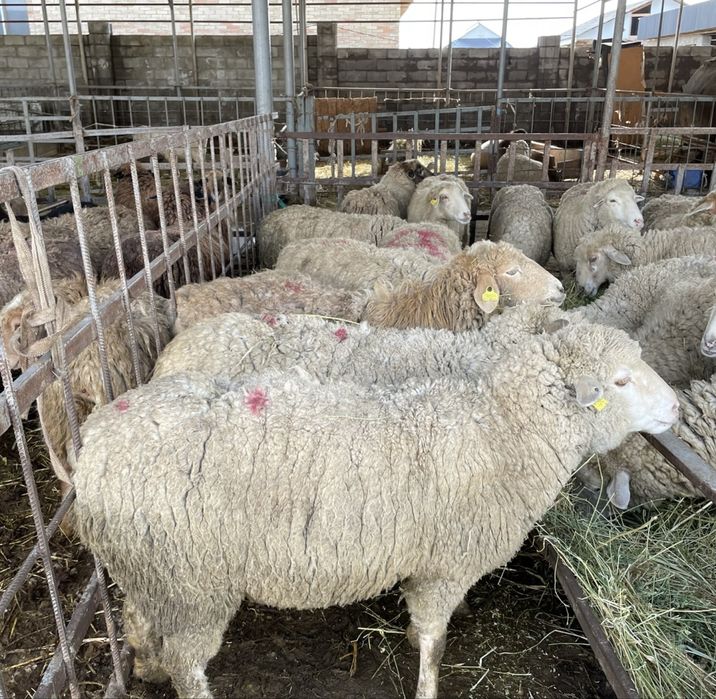 Бараны Қойлар доставка резка