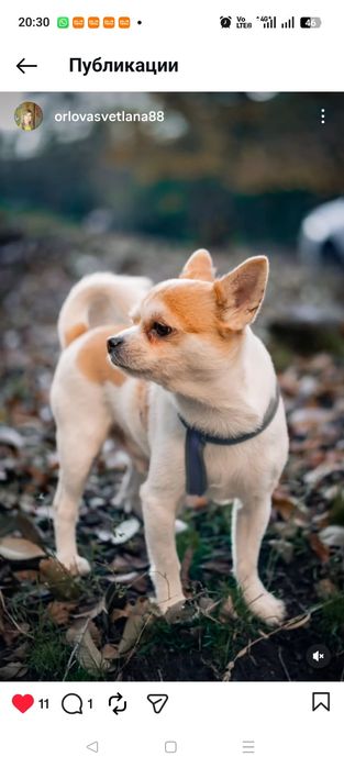 Чихуахуа ищет невесту