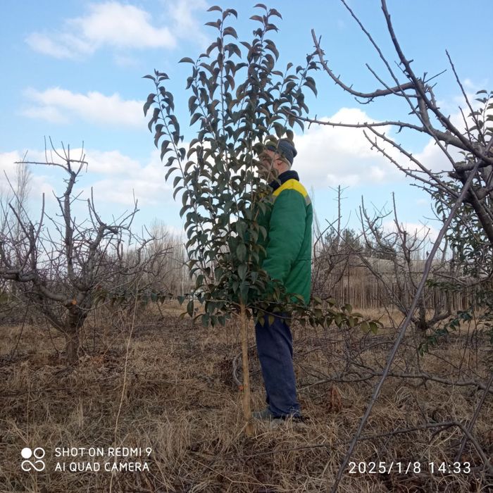 Можжевельник ,кирим ,вручина