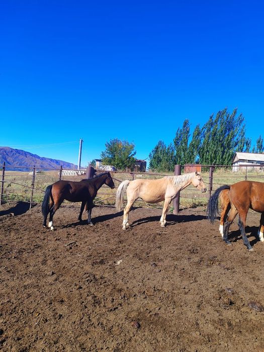 Лошади жылқы Айғыр