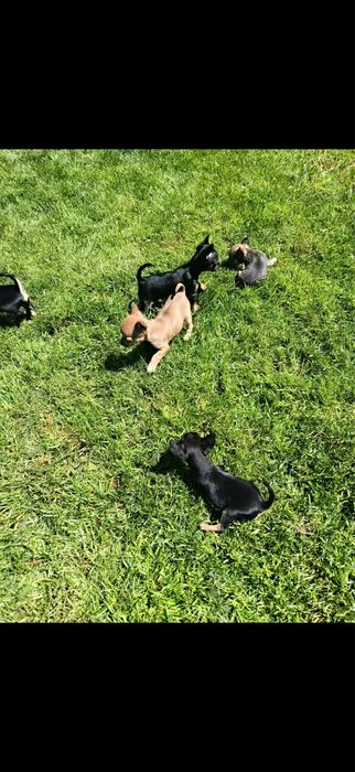 4 Мини-пинчерчета