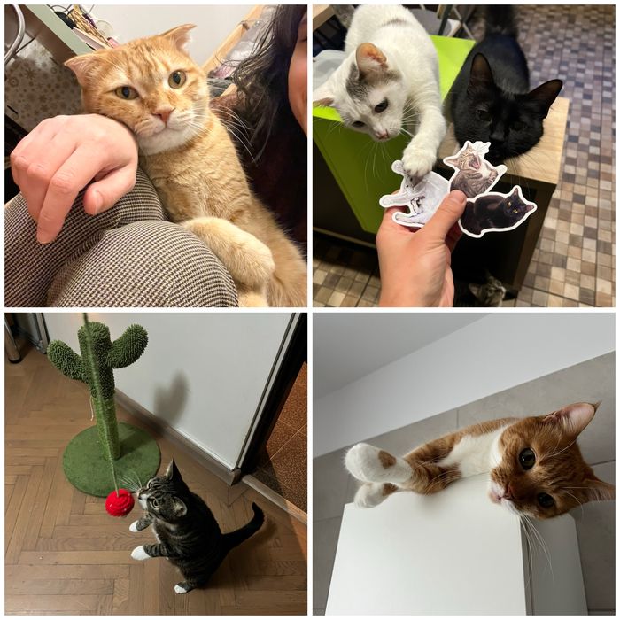 Pet sitting pentru lăbuțe fericite și inimi liniștite