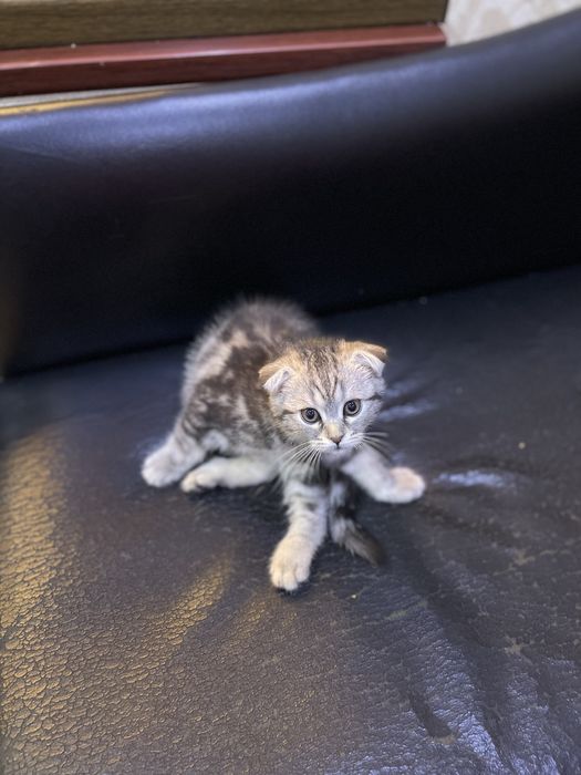 Сотилади скотиш фолд серебристый мрамор