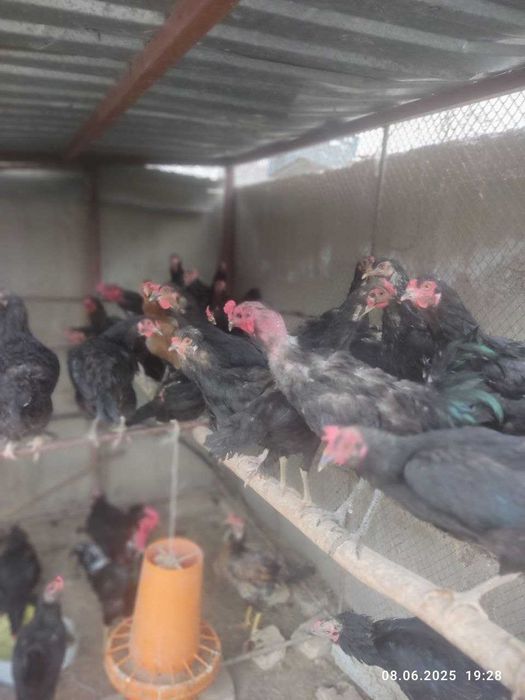 Qora uy tovuq sotiladi.