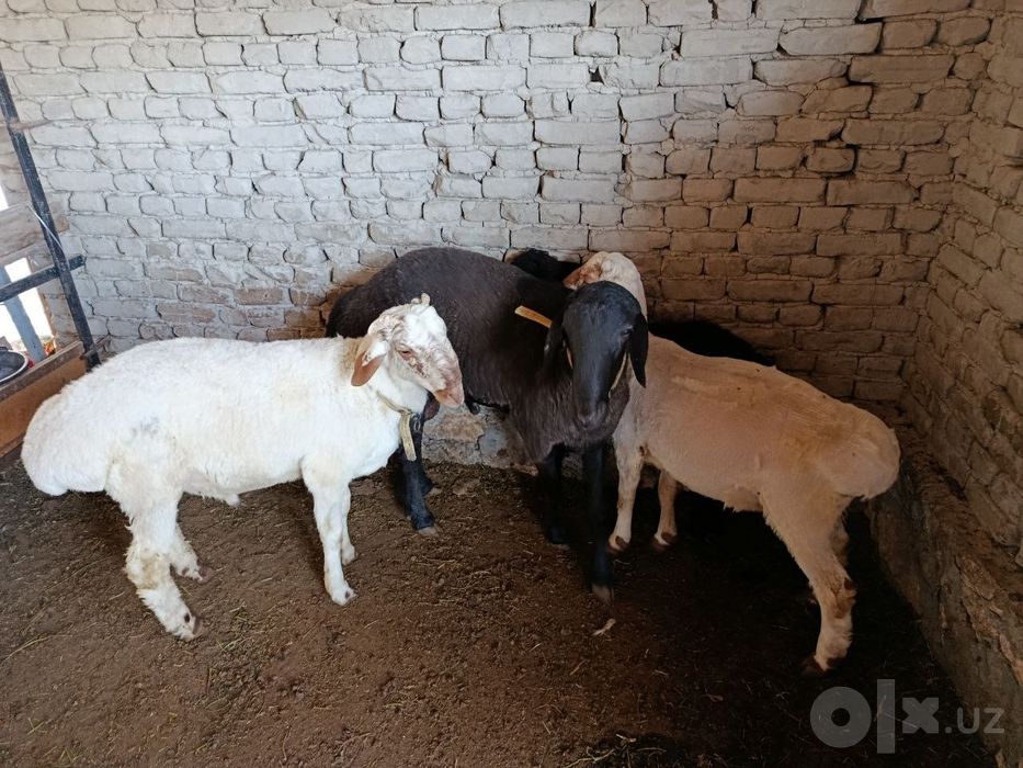 Qoʻchqorlar sotiladi toʻy marosimlari un ham boʻlaveradi