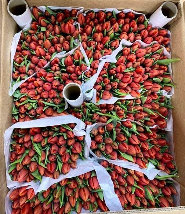 Голландские тюльпаны