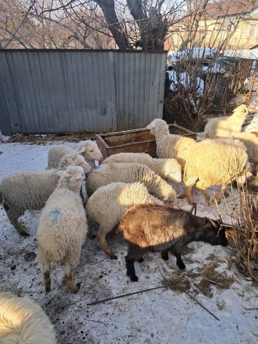 Тоқтылар,лақтар сатылады