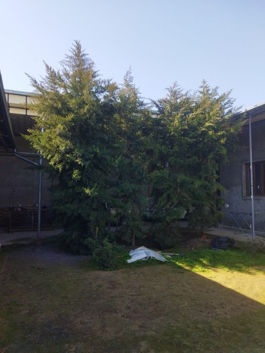 Эхсонга трекинга 4 та Арча