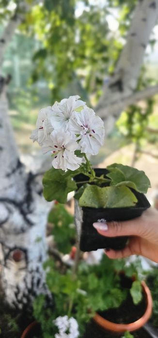 В продаже  герани