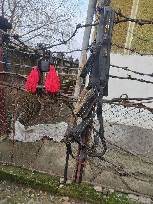 Vand sau schimb ham ponei