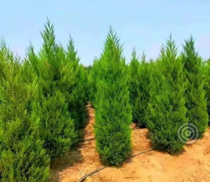 Продам рассаду Туя башенная