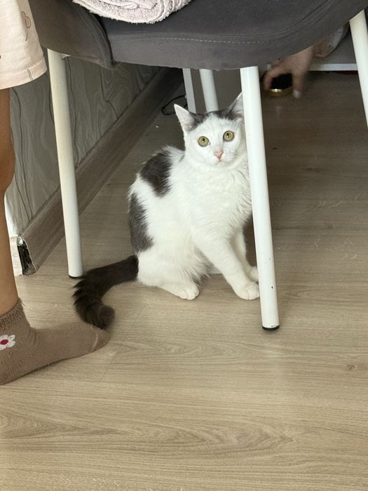 Котёнок добрые руки