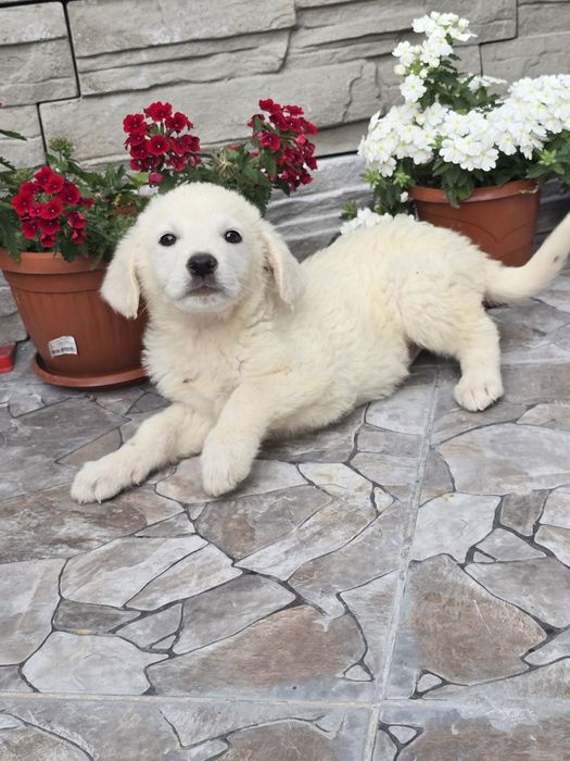 Бебенца лабрадор ретривър