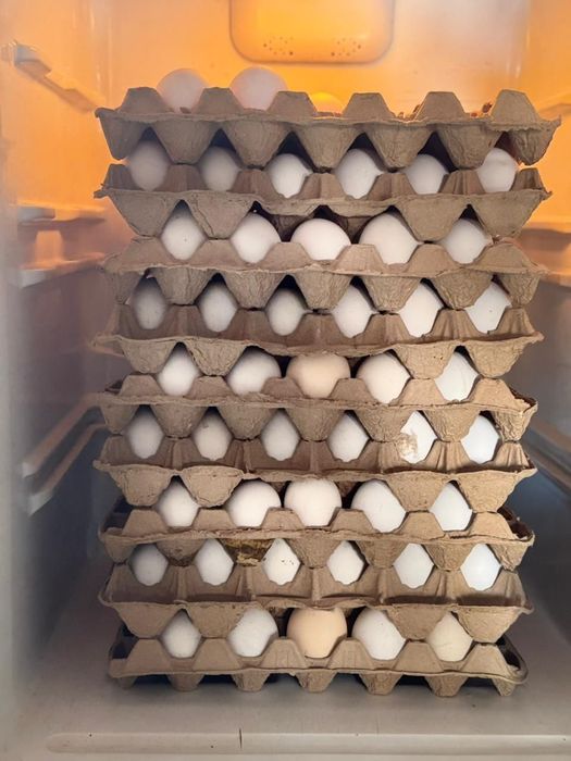 Продам курынесушки