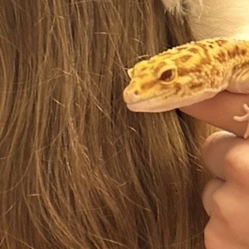 Эублефар с террариумом