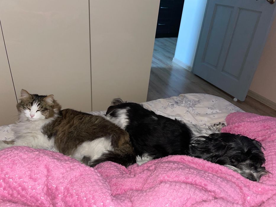 Потерялась кошка