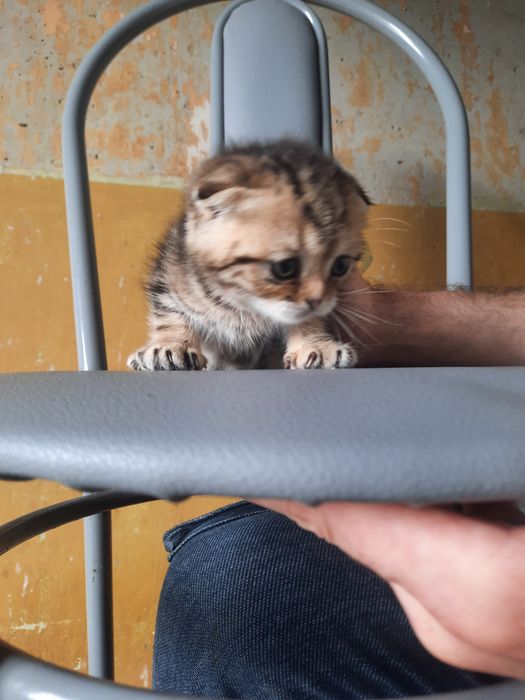 Продам вислоухих котят