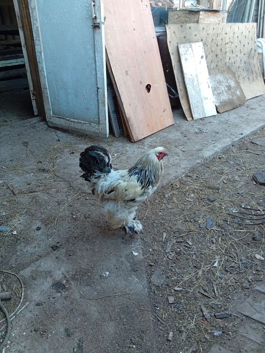 Продам годовалого петушка
