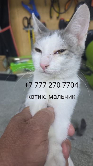 Котенок ищет дом