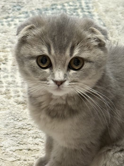 Срочно !!!Скоттиш фолд сотилади