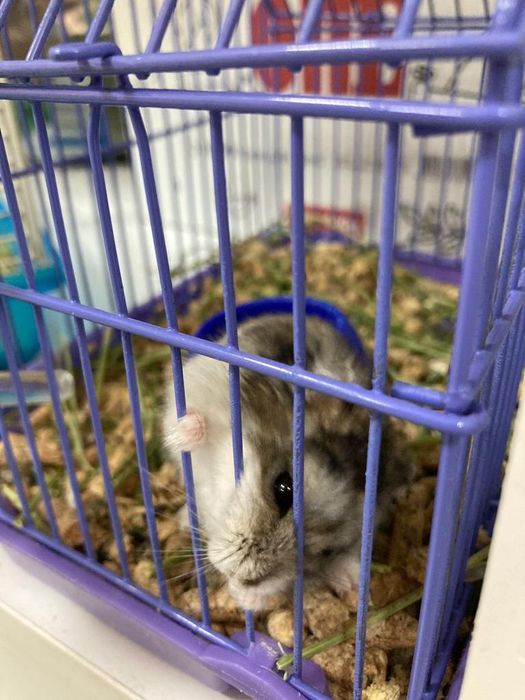 Джунгарские хомячки