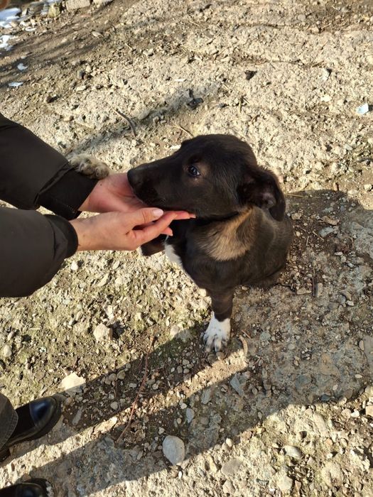 donez catelusa pentru adoptie responsabila