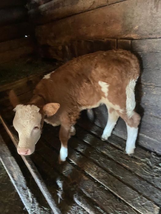 Vând vacă cu vițel