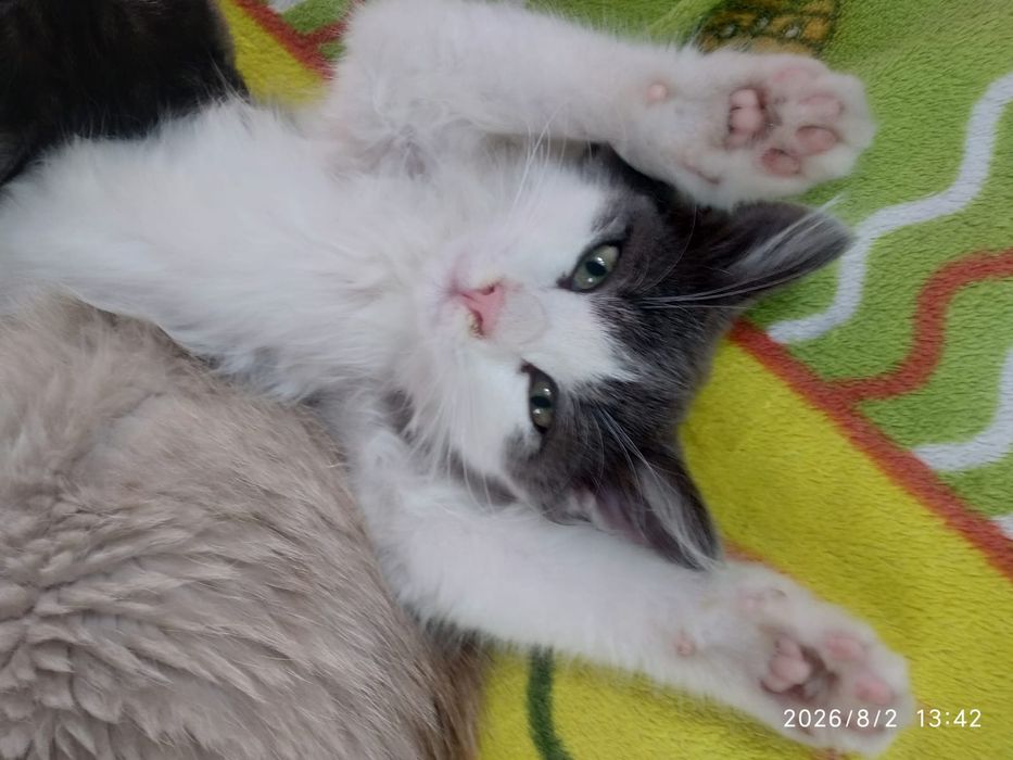 Отдам в добрые руки котят,2 кошки.
