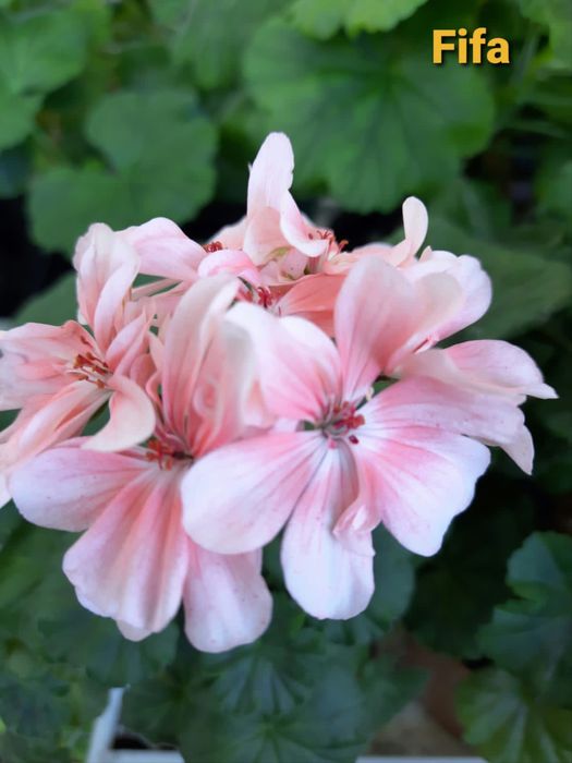 Продам сортовые герани