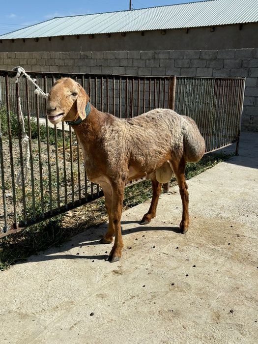 Арашан қошқар сатылады