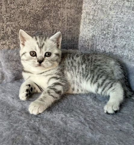 Чистокровные Британские котята
