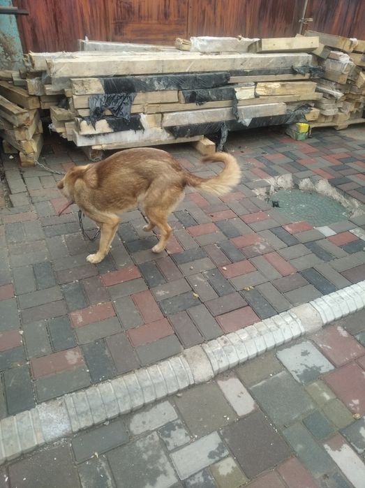 Отдадим в заботливые руки
