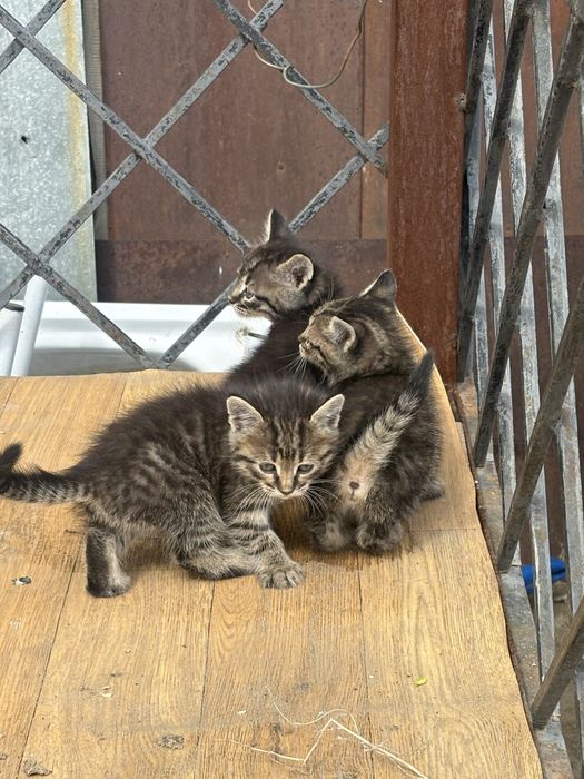 Отдам кошки,бросили