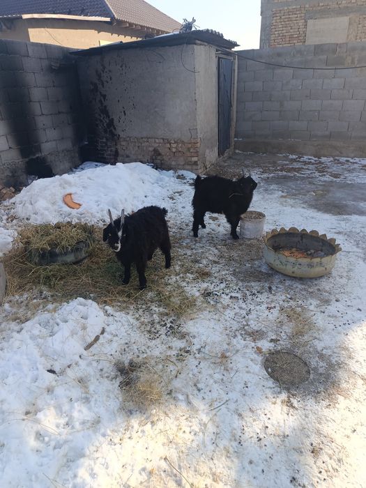 Лақтар сатылад келісім бар 40мың