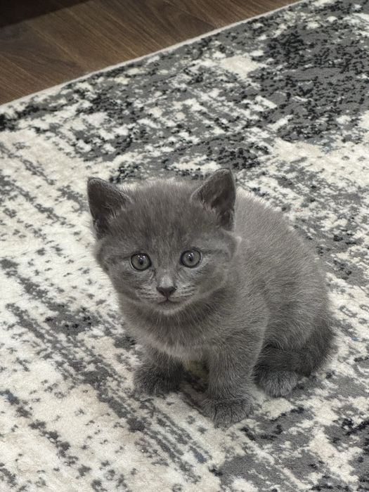 Продаетса котик! Мушук сотилади