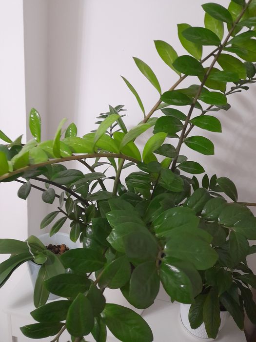 Акша ағашы.Жапырактан өсіргенмін