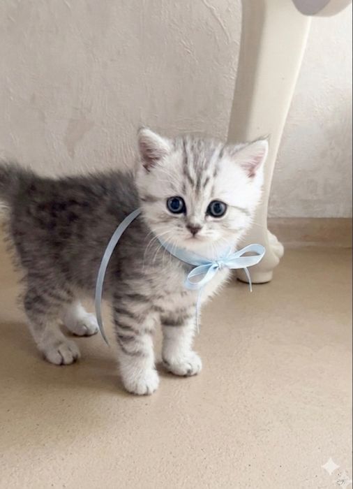 Шотландец котенок