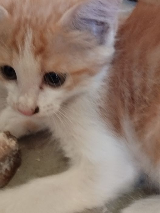 Mushaklar yaxshi qoʻllara beriladi bepul