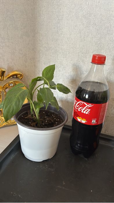 Цветы приемлемые цены