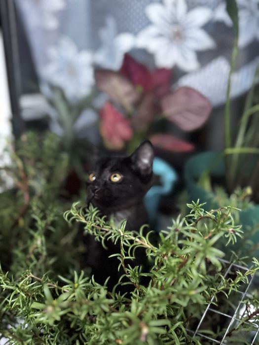 котята бесплатно